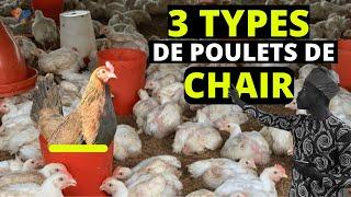 A SAVOIR, les différents TYPES DE POULETS DE CHAIR en Afrique (investir dans l'élevage des poulets)